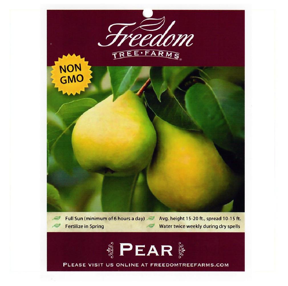 Freedom Tree Farms Kieffer Pear, 5 Gallon