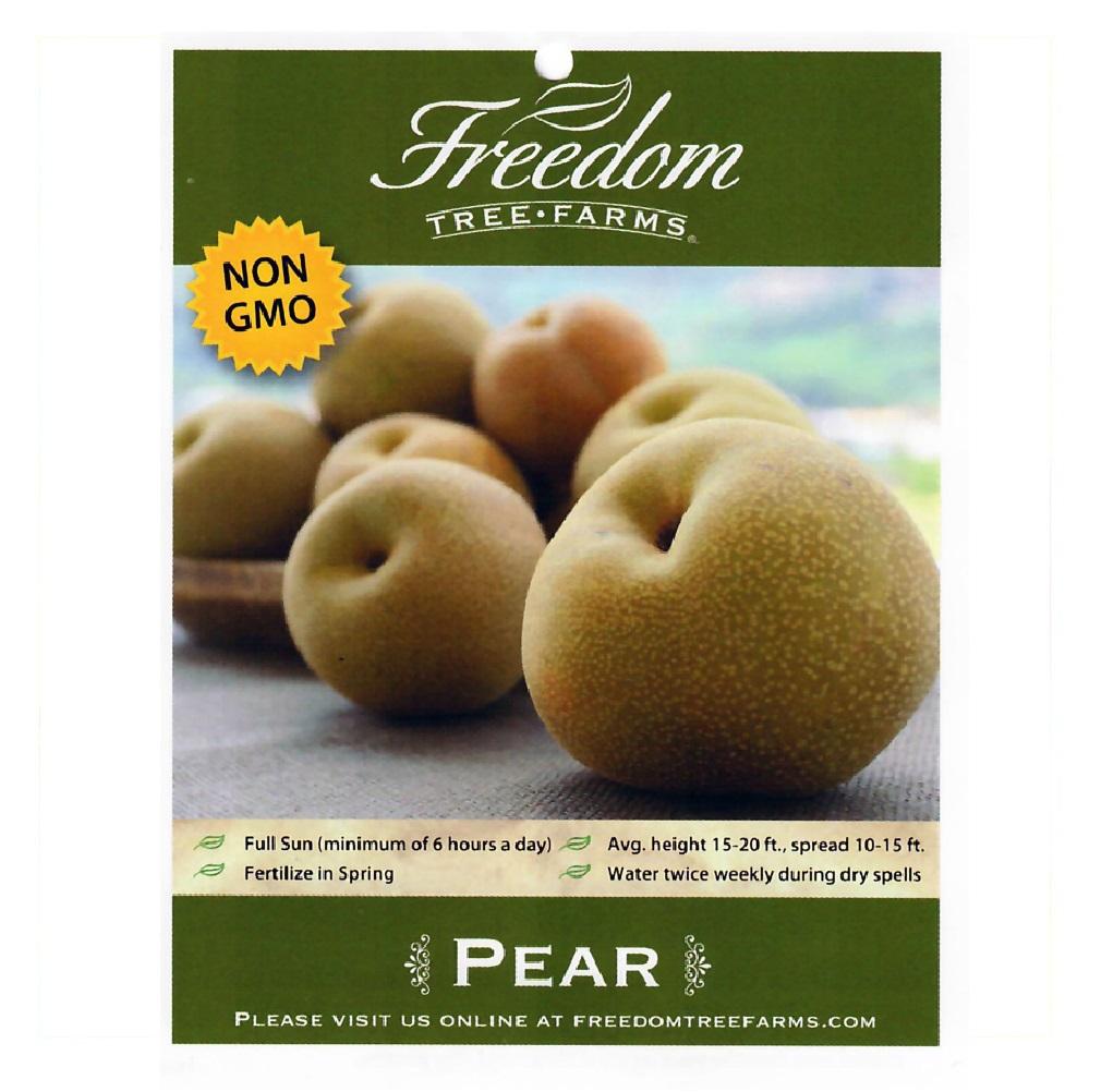 Freedom Tree Farms Shinko Asian Pear, 5 Gallon