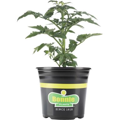 Bonnie Plants® Tomato-Cherokee Carbon, 1 Gallon