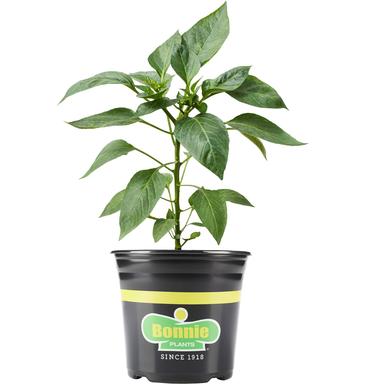Bonnie Plants® Pepper-Chili Red Hot, 1 Gallon