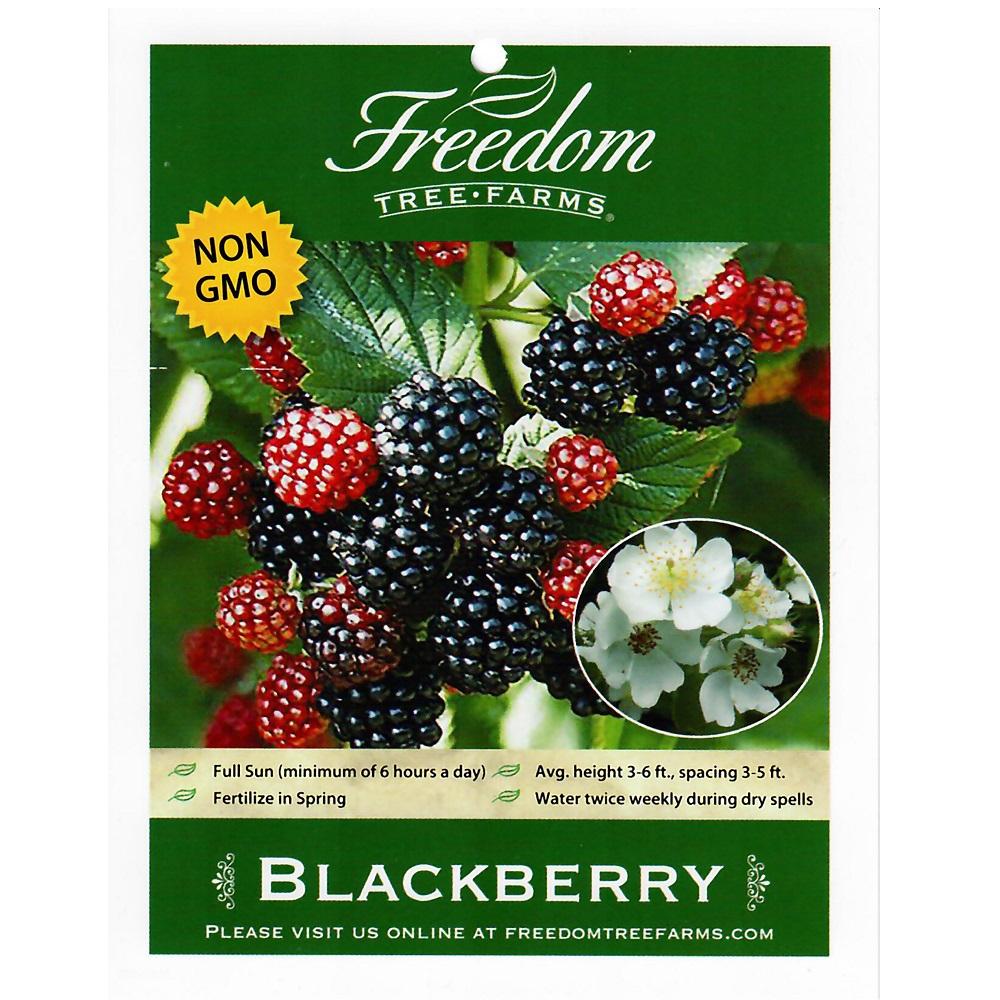 Freedom Tree Farms Black Satin Blackberry, 2 Gallon