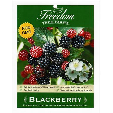 Freedom Tree Farms Black Satin Blackberry, 2 Gallon