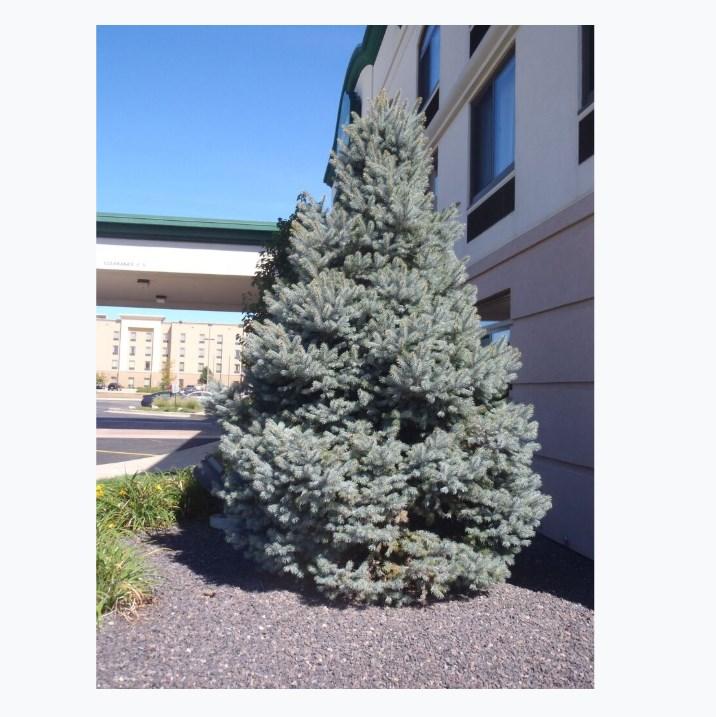 Colorado Blue Spruce, #1