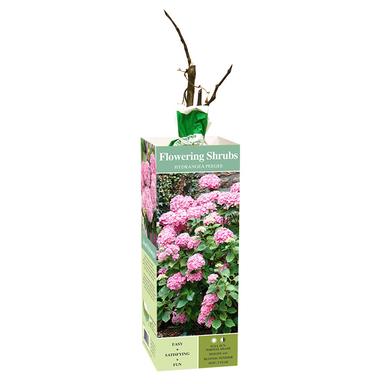 Van Zyverden Inc. Hydrangea Peegee, Pink