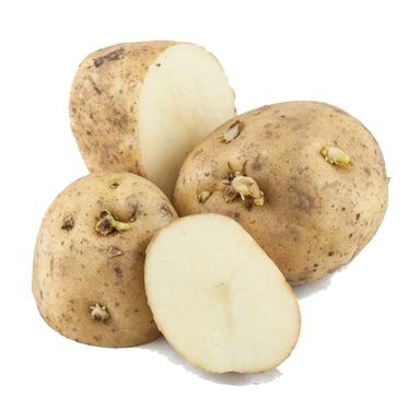 White Kennebec Seed Potatoes
