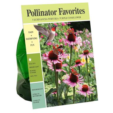 Van Zyverden Inc. Echinacea purpurea Purple Coneflower - 01986