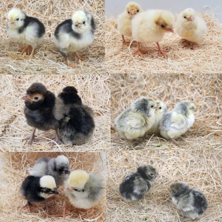 Pack Of 15 Isabel Straight Run Chicks Day Old