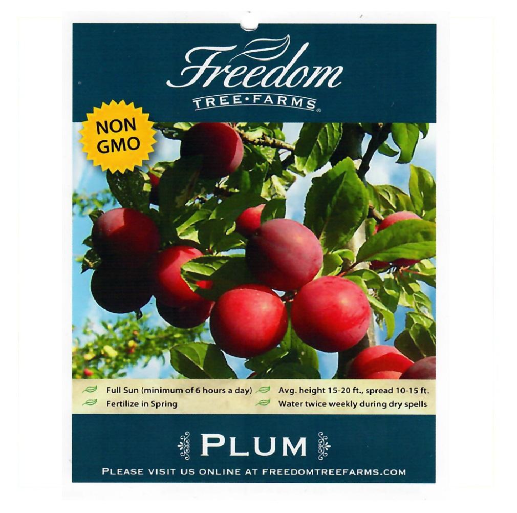 Freedom Tree Farms Bruce Plum, 5 Gallon