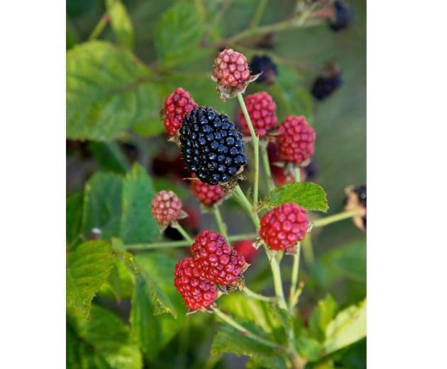 Bushel & Berry Assorted® Blackberry, 8"