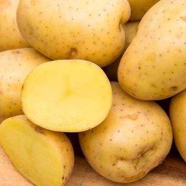 Yukon Gold Seed Potatoes
