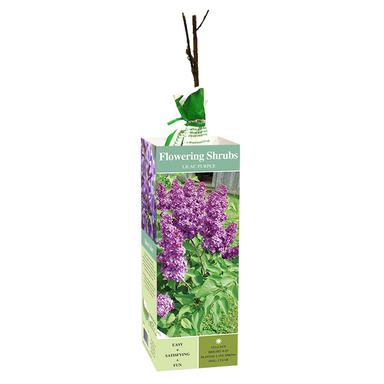 Van Zyverden Inc. Lilac, Purple